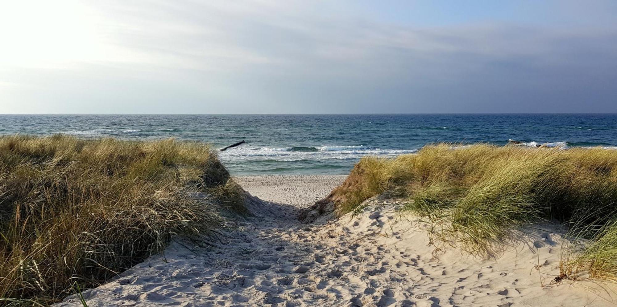 Ostseekieker Вустров Экстерьер фото